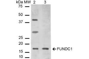 Western blot analysis of Mouse, Rat Liver cell lysates showing detection of ~17. (FUNDC1 anticorps  (N-Term) (Atto 488))