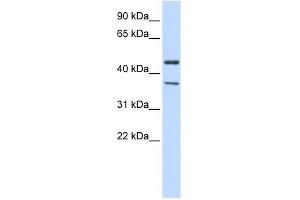 KCNJ4 antibody used at 1 ug/ml to detect target protein. (KCNJ4 anticorps  (Middle Region))