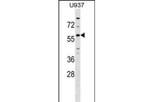 GPR75 Antibody (C-term) (ABIN1537271 and ABIN2848849) western blot analysis in  cell line lysates (35 μg/lane). (GPR75 anticorps  (C-Term))