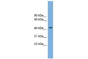 WB Suggested Anti-RASSF8 Antibody Titration: 0. (RASSF8 anticorps  (N-Term))