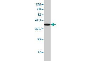 Western Blot detection against Immunogen (33.