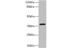 Western blot All lanes: GPR82 antibody IgG at 10 μg/mL+ Mouse skeletal muscle tissue Secondary Goat polyclonal to rabbit IgG at 1/10000 dilution Predicted band size: 38 kDa Observed band size: 38 kDa (GPR82 anticorps  (AA 273-336))