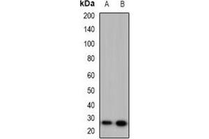 Western blot analysis of 42431 expression in HeLa (A), PC12 (B) whole cell lysates. (MARCH2 anticorps  (C-Term))