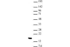 Histone H2BK5me1 (pAb) tested by Western blot. (Histone H2B anticorps  (meLys5))