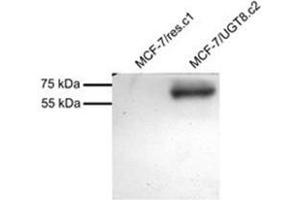 MCF7 overexpressing Human UGT8 and probed with AP31863PU-N (mock transfection in first Lane). (UGT8 anticorps  (Internal Region))