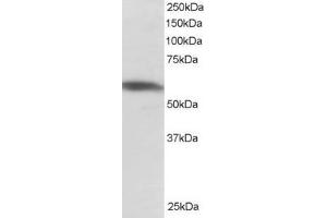 Western Blotting (WB) image for anti-Polypyrimidine Tract Binding Protein 2 (PTBP2) (N-Term) antibody (ABIN2466160) (PTBP2 anticorps  (N-Term))