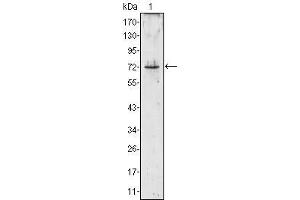 Western Blot showing PRTN3 antibody used against PRTN3 (aa28-256)-hIgGFc transfected HEK293 cell lysate (1). (PRTN3 anticorps)