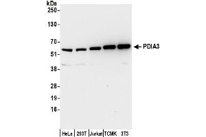 Western Blotting (WB) image for anti-Protein Disulfide Isomerase Family A, Member 3 (PDIA3) (AA 50-100) antibody (ABIN7453944)