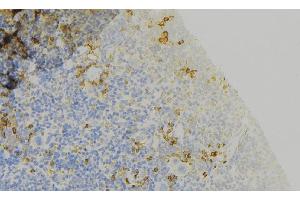 ABIN6273762 at 1/100 staining Human lymph node tissue by IHC-P. (Attractin anticorps  (N-Term))