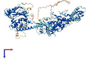 AlphaFold protein structure predicition of Human Recombinant USP48 Protein, UniprotID Q86UV5
