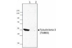 Western Blotting (WB) image for anti-Tubulin, beta 3 (TUBB3) antibody (ABIN2665448) (TUBB3 anticorps)