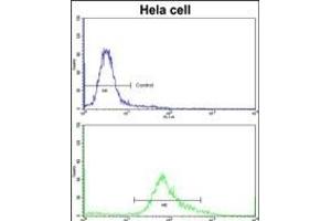 Flow cytometric analysis of hela cells using PHGDH Antibody (N-term)(bottom histogram) compared to a negative control cell (top histogram)FITC-conjugated goat-anti-rabbit secondary antibodies were used for the analysis. (PHGDH anticorps  (N-Term))