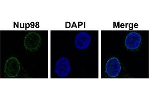 Immunofluorescence -- Sample Type: HeLa cellsDilution: 2ug/mL