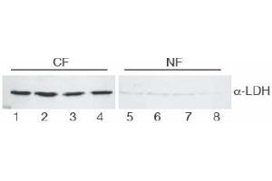 Figure 1. (Lactate Dehydrogenase A anticorps)
