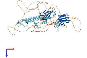 AlphaFold protein structure predicition of Mouse Recombinant Sytl5 Protein, UniprotID Q80T23