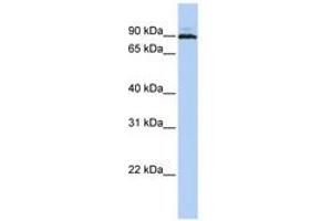 Image no. 1 for anti-Chromosome 10 Open Reading Frame 2 (C10ORF2) (AA 612-661) antibody (ABIN6740492) (C10orf2 anticorps  (AA 612-661))