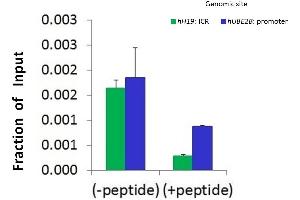 Chromatin Immunoprecipitation (ChIP) Using Hdac4 Antibody - C-terminal region  and HCT116 Cells