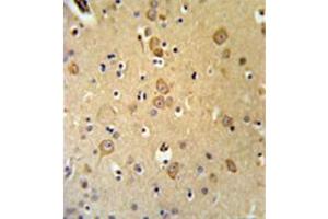 Immunohistochemistry analysis in formalin fixed and paraffin embedded brain tissue reacted with LRRTM1 Antibody (Center) followed which was peroxidase conjugated to the secondary antibody and followed by DAB staining. (LRRTM1 anticorps  (Middle Region))