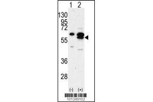 Western blot analysis of CAMK1G using rabbit polyclonal CAMK1G Antibody using 293 cell lysates (2 ug/lane) either nontransfected (Lane 1) or transiently transfected with the CAMK1G gene (Lane 2). (CAMK1G anticorps  (C-Term))