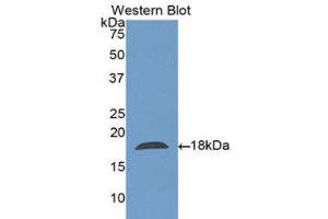 Western Blotting (WB) image for anti-Charcot-Leyden Crystal Protein (CLC) (AA 2-142) antibody (ABIN1175668) (Galectin 10 anticorps  (AA 2-142))