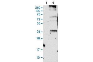 Western blot analysis of Lane 1: Negative control (vector only transfected HEK293T lysate), Lane 2: Over-expression Lysate (Co-expressed with a C-terminal myc-DDK tag (~3. (ORAI3 anticorps)