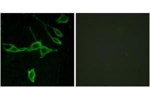 Immunofluorescence analysis of LOVO cells, using HRH1 Antibody. (HRH1 anticorps  (AA 141-190))