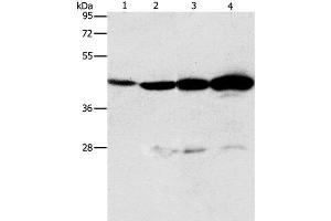 Western Blot analysis of Mouse thymus tissue and A549 cell, Lovo and K562 cell using APOBEC3D Polyclonal Antibody at dilution of 1:580 (APOBEC3D anticorps)