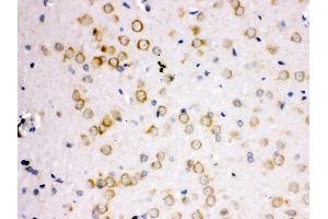 Anti-APLP1 antibody, IHC(P) IHC(P): Rat Brain Tissue