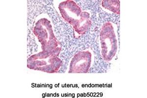 Image no. 1 for anti-SRY (Sex Determining Region Y)-Box 2 (SOX2) (AA 1-100), (N-Term) antibody (ABIN363538) (SOX2 anticorps  (N-Term))