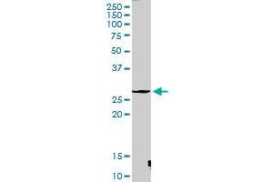 CTSG MaxPab rabbit polyclonal antibody.