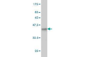 Western Blot detection against Immunogen (36.