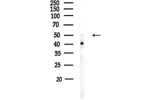 Western blot analysis of lysates from HUVEC cells, using TRIM21 Antibody at 1/1000 dilution.