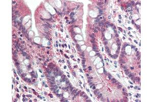 Anti-PSMB10 antibody IHC staining of human small intestine. (PSMB10 anticorps  (AA 231-242))