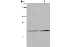 Western Blot analysis of A549 and Hela cell using ASF1A Polyclonal Antibody at dilution of 1:1200 (ASF1A anticorps)
