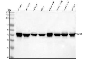 Western blot analysis of WWOX using anti-WWOX antibody (ABIN5693294).