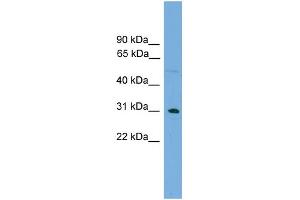 anti-MGC87631 (Middle Region) antibody