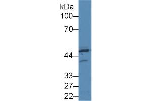 Western Blot; Sample: Human Hela cell lysate; Primary Ab: 2µg/ml Rabbit Anti-Rat PKR Antibody Second Ab: 0. (EIF2AK2 anticorps  (AA 279-506))