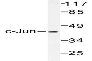 Image no. 2 for anti-Jun Proto-Oncogene (JUN) antibody (ABIN265356) (C-JUN anticorps)