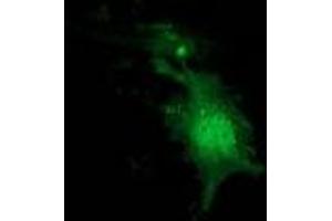 Immunofluorescence (IF) image for anti-Nudix (Nucleoside Diphosphate Linked Moiety X)-Type Motif 6 (NUDT6) antibody (ABIN1499866) (NUDT6 anticorps)