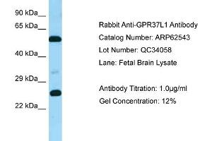 Western Blotting (WB) image for anti-G Protein-Coupled Receptor 37 Like 1 (GPR37L1) (C-Term) antibody (ABIN2774346)