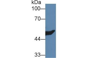 Western Blot; Sample: Rat Kidney lysate; Primary Ab: 1µg/ml Rabbit Anti-Mouse HMGCS2 Antibody Second Ab: 0. (Hydroxymethylglutaryl Coenzyme A Synthase 2, Mitochondrial (AA 1-167) anticorps)