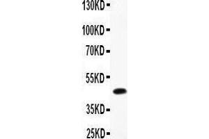 Anti-CMA1 Picoband antibody,  All lanes: Anti-CMA1 at 0. (CMA1 anticorps  (AA 22-247))