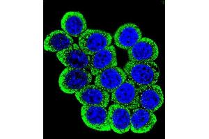Confocal iunofluorescent analysis of P13 Antibody (Center) (ABIN657629 and ABIN2846625) with Hela cell followed by Alexa Fluor 488-conjugated goat anti-rabbit lgG (green).