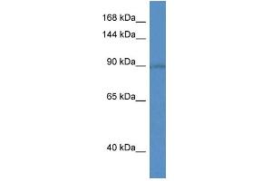 WB Suggested Anti-Slc9a5 Antibody   Titration: 1. (SLC9A5 anticorps  (C-Term))
