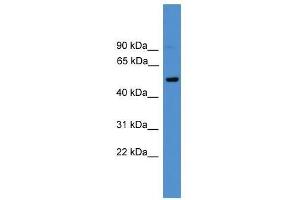 CD4 antibody used at 0. (CD4 anticorps  (C-Term))