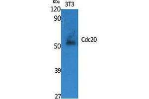 Western Blot (WB) analysis of specific cells using Cdc20 Polyclonal Antibody. (CDC20 anticorps  (Internal Region))