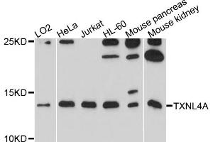 Western blot analysis of extracts of various cell lines, using TXNL4A antibody. (TXNL4A anticorps)