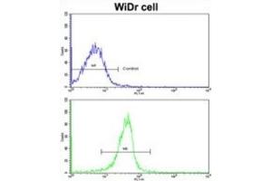 Flow Cytometry (FACS) image for anti-Kruppel-Like Factor 6 (KLF6) antibody (ABIN3002702) (KLF6 anticorps)