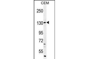DUOX2 Antibody (Center) (ABIN655174 and ABIN2844792) western blot analysis in CEM cell line lysates (35 μg/lane). (DUOX2 anticorps  (AA 513-542))