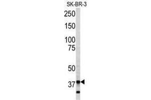 Image no. 1 for anti-Annexin A5 (ANXA5) (C-Term) antibody (ABIN452742) (Annexin V anticorps  (C-Term))